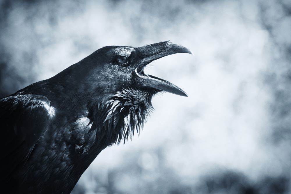 raven-epic-course