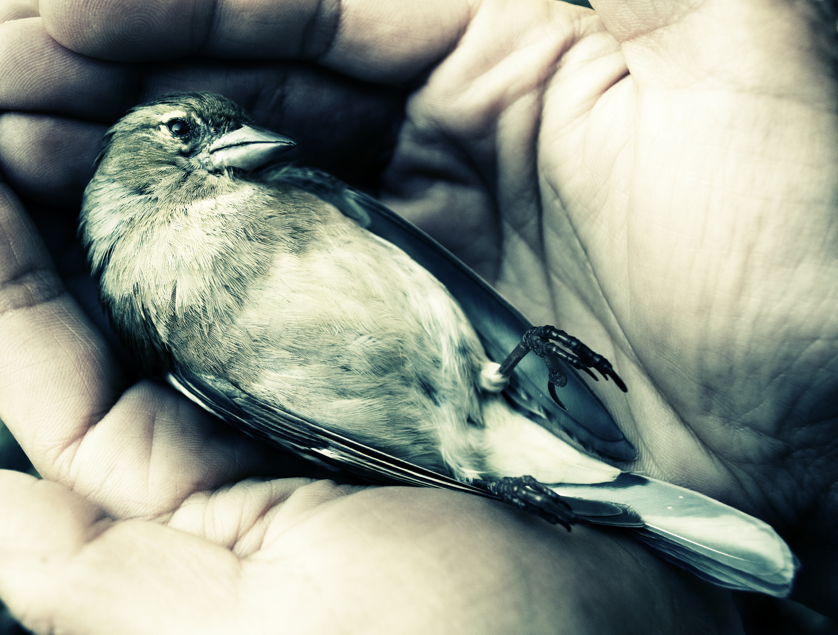 dying bird in hands